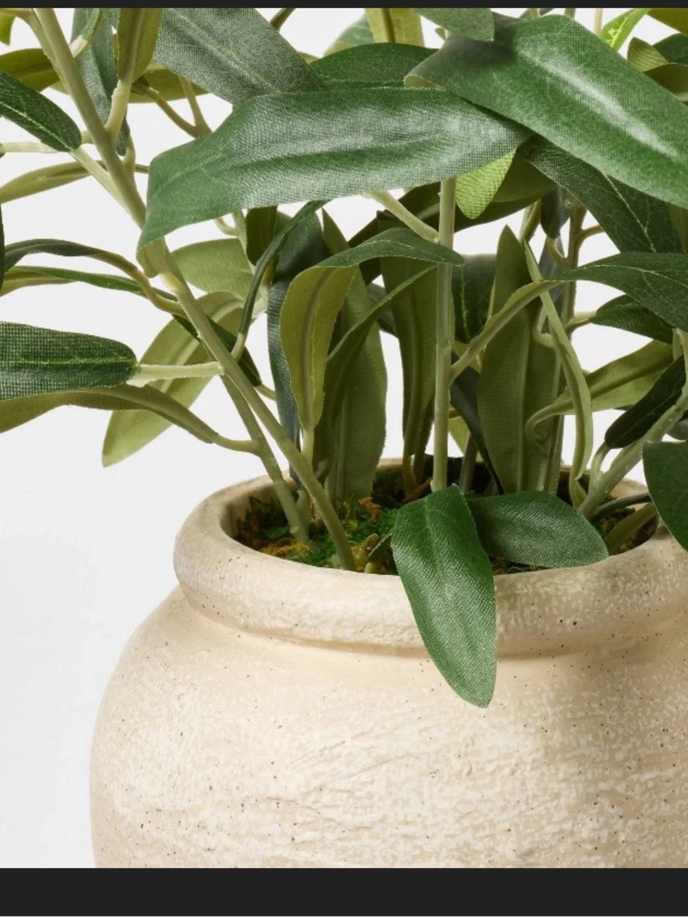 Small Olive Leaf Arrangement - Threshold™ designed with Studio McGee